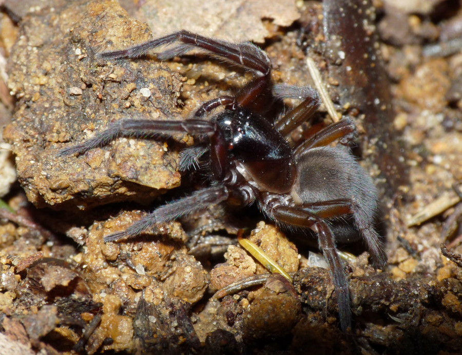 Amaurobius sp.